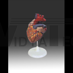 HEART MODEL WITH STAND